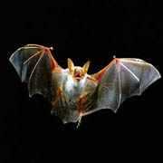 scary-bat